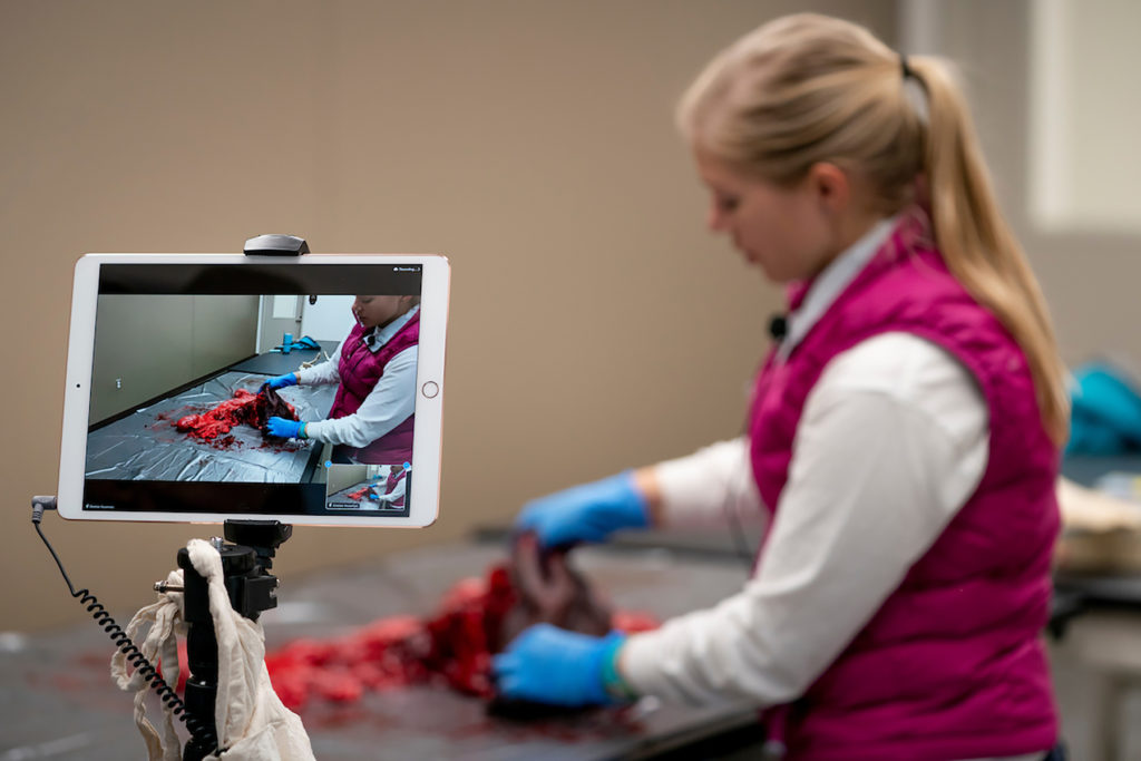 A blurred images of a woman standings at a table cutting on a horse reproductive tract while an iPad shows the close up sharp image of what she is doing 