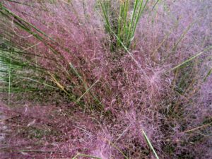 A closeup of the Gulf muhly's pink blooms and long, unbranched green deciduous leaves. 
