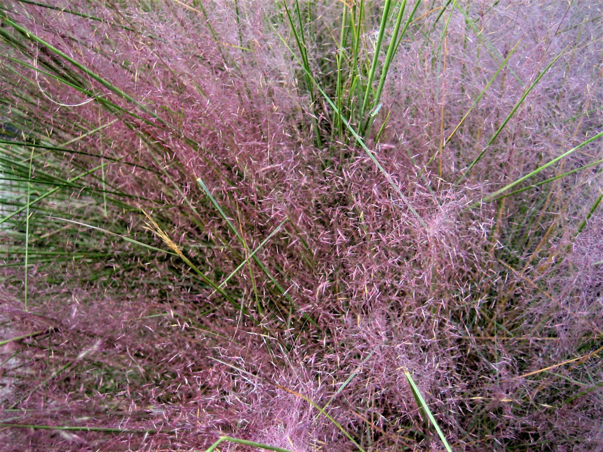 Gulf muhly named new Texas Superstar plant