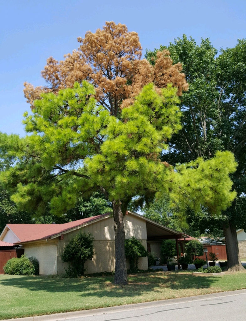 A green tree with the top half looking brown and dead in the front lawn of a home.