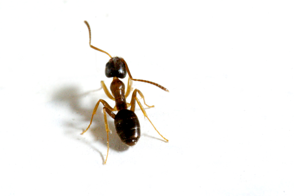 a single sugar ant