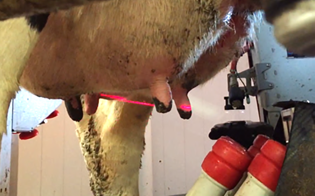 A robotic milking machine sends a red laser scan across the four teats of a dairy cow with the milking teat cups hanging close by.