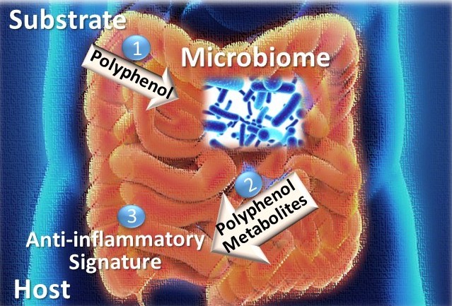 Illustration of the human gut where botanical compounds such as polyphenol interaction with the microbiome to develop an anti-inflammatory signature.