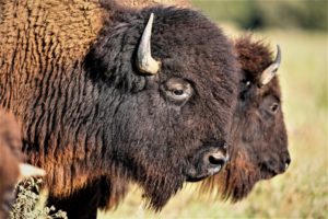 Head shots of two bison at the Lucky B Bison Ranch.