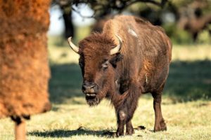 A bison at the Lucky B Bison Ranch. 