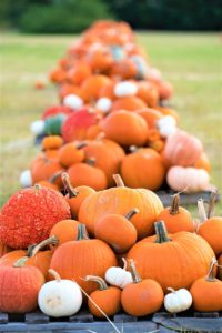 A pile of a variety of orange and white pumpkins.