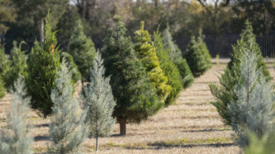 Christmas trees in a field on a Christmas tree farm