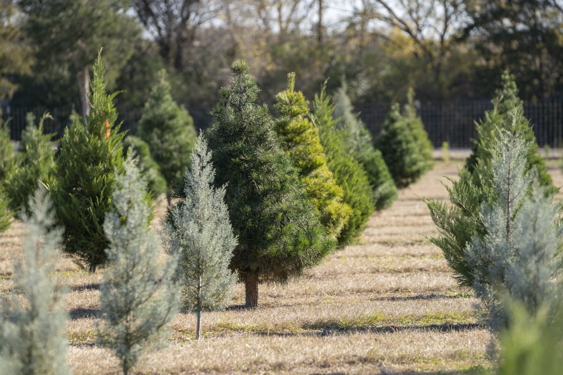 Texas Christmas tree industry expecting tree-mendous year