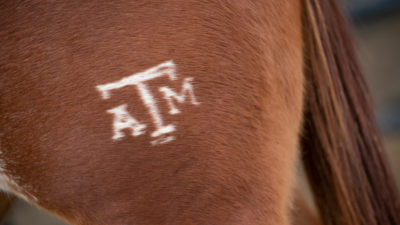 A Texas A&M hip brand on a sorrel horse