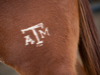 A Texas A&M hip brand on a sorrel horse