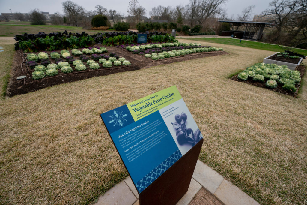 A vegetable garden in the winter at The Gardens at Texas A&M University. Raised planter beds have lettuce heads abd leafy kale in them. The lawn around the boxes is winter brown.