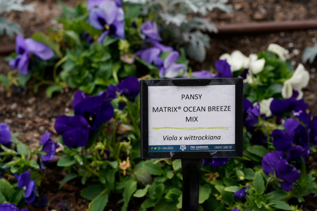 Pansy at The Gardens at Texas A&M University. A sign in front of the purple flowers indicates the type of pansy growing in the winter garden