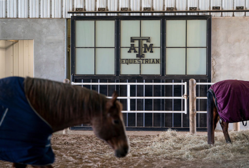 Horses outside in front of a window that reads "Texas A&M Equestrian"