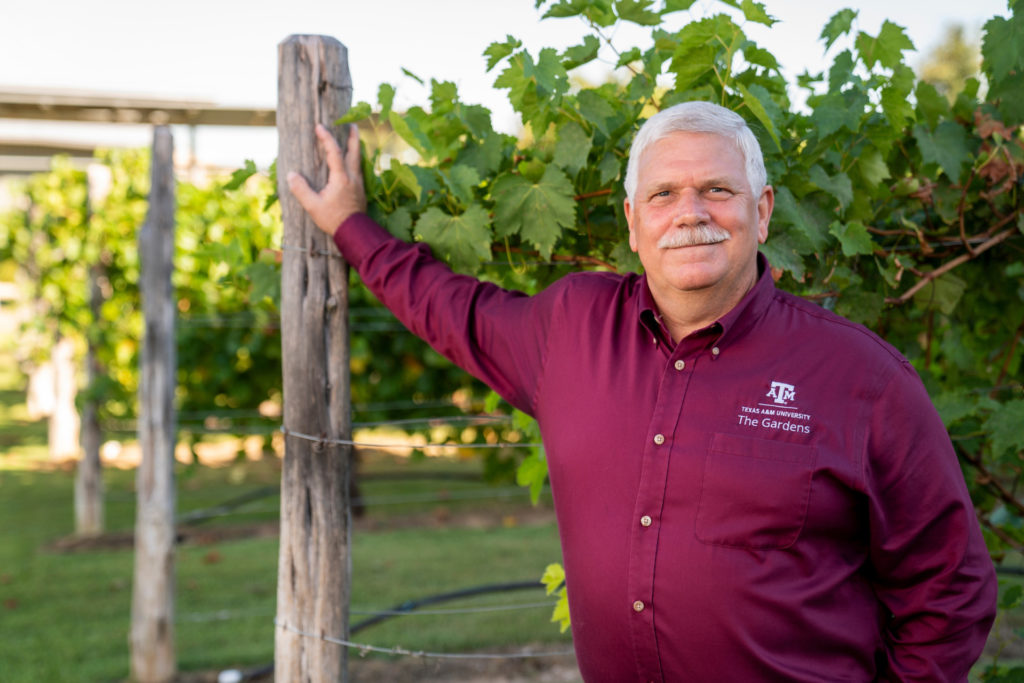 Dr. Mike Arnold of The Gardens at Texas A&M University stands in front of vines with his hand on a post. He wears a maroon shirt with the logo and smiles into the camera. He has silver hair and a mustache.
