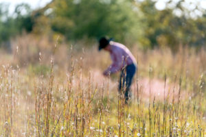 A rancher in the background with tall grasses in the foreground. 