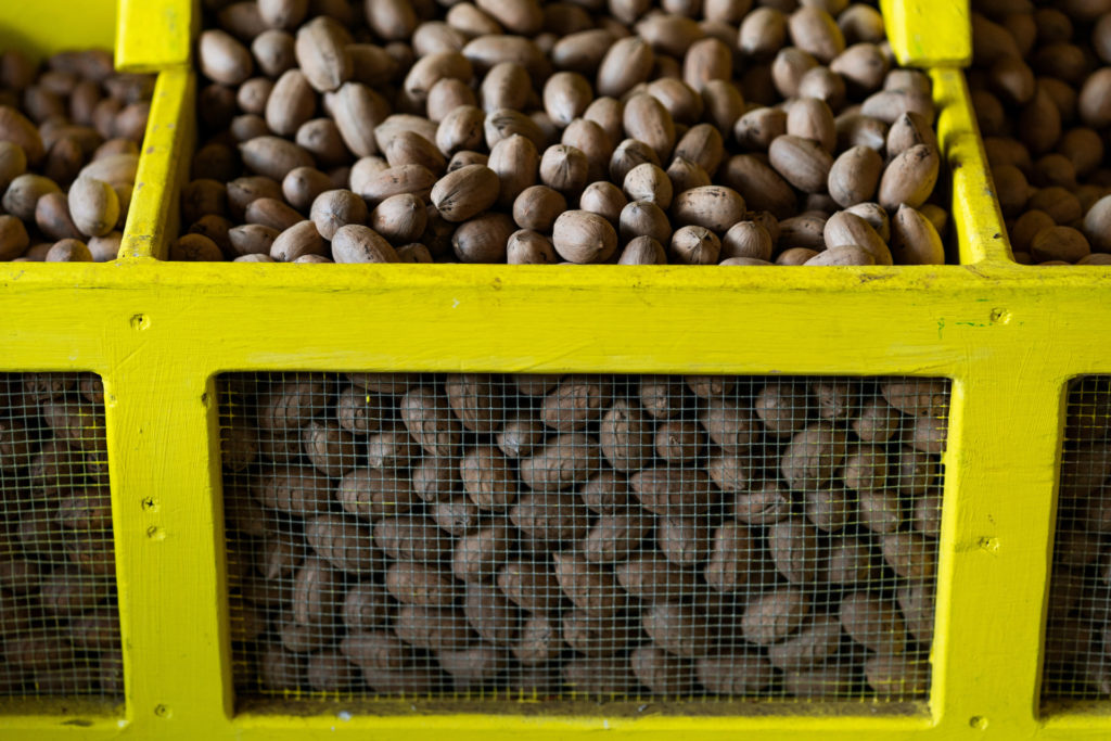 A bright yellow container comprised of multiple bins holds harvested Texas pecans