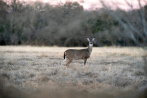 A white-tailed doe deer stands alert in the middle of a field. 