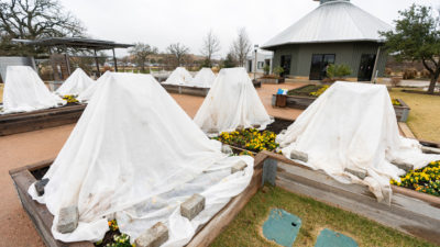 The Gardens at Texas A&M University in winter. Five fruit trees are draped in white covers to protect them from frost.