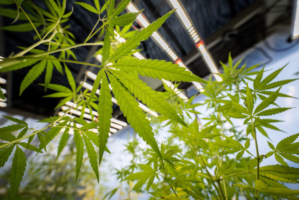 Cast against the ceiling of a greenhouse, the light highlights the signatory leaves hemp plants are known for.