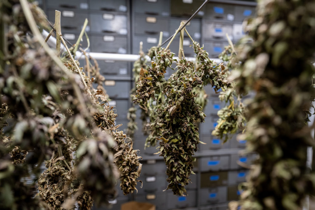 drying and browning hemp plants hang over a rope 