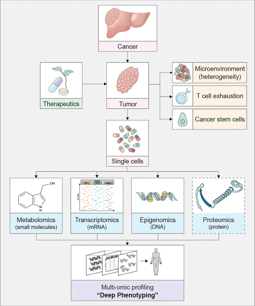 Graphic of how single-cell RNA sequencing and spatial mapping can be used to develop "deep phenotyping" - keywords on the graphic are Cancer, Therapeutics, Tumor, Microenvironment, T cell exhaustion, Cancer stem cells, Single cells, Metabolomics (small molecultes), Trancsriptomics (mRNA), Epigenomics (DNA) and Proteomics (proteins)