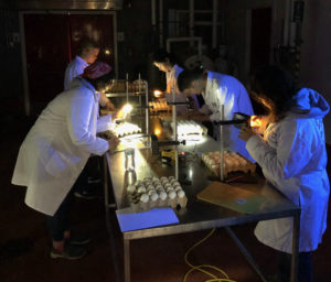 5 participants in white lab coats are bent over a table candling eggs at the national contest