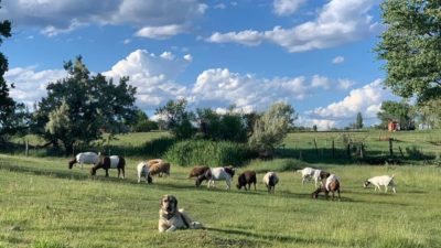 A livestock guardian dog in a lush green pasture surrounded by his charges. The goats graze against a bright blue sky with fluffy clouds.