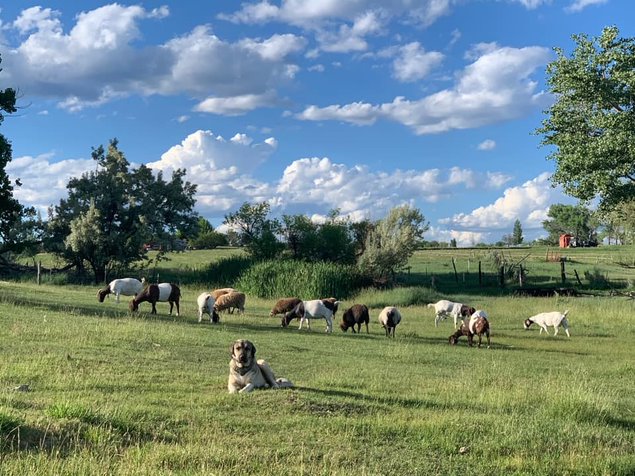 A livestock guardian dog in a lush green pasture surrounded by his charges. The goats graze against a bright blue sky with fluffy clouds.
