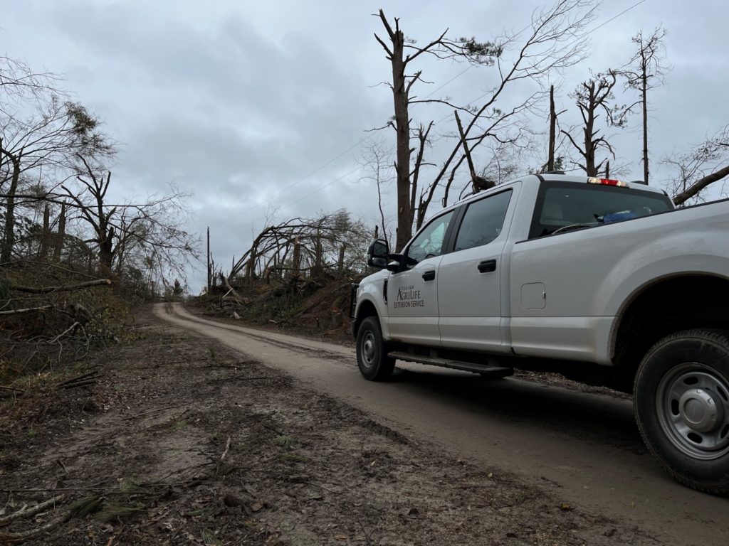 A white pickup sits on a dirt road facing trees that have been severely damaged by a tornado