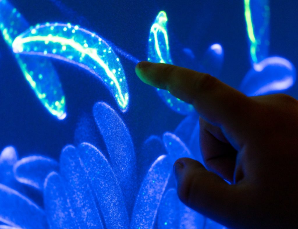 Illuminated confocal image showing dolphin-shaped spores of Colletotrichum graminicola fungus. Finger in the foreground points to the blue illuminated image of the spore hypha. 