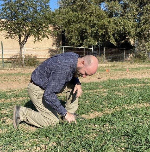 A balding man, Greg Wilson, kneels in the grass looking for signs of plant destruction by insect pests.