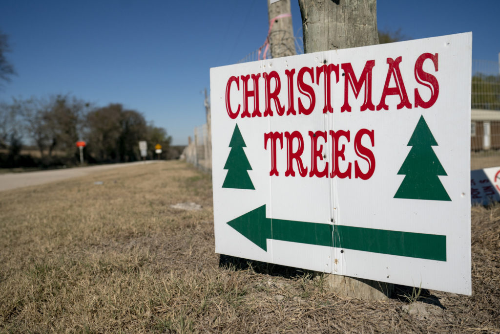 Sign on side of road reading "Christmas Trees" with a big green arrow pointing the way
