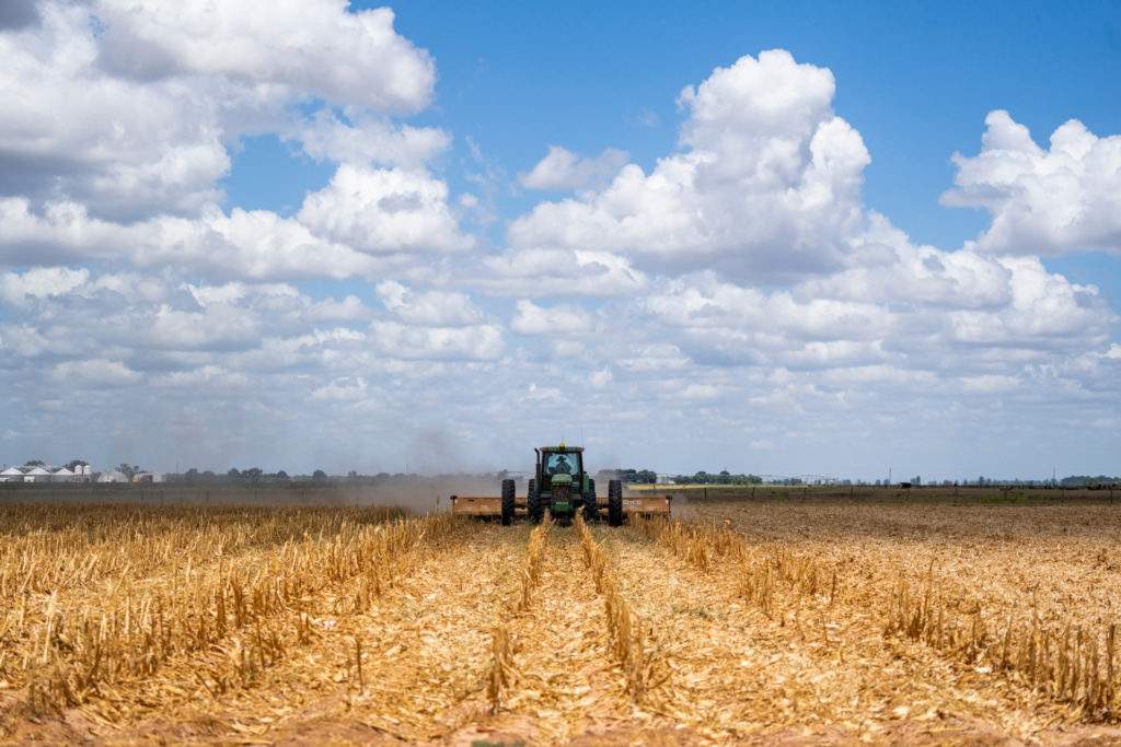 a tractor drives down the middle of a golden field of wheat stubble with a blue sky above