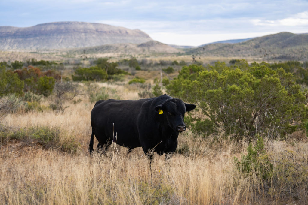 A black bull stands on an open range in West Texas with low mountains behind it.