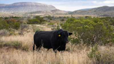 A black bull stands on an open range in West Texas.