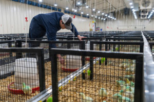 Ervey Sanchez, a poultry science major, stoops over to adjust holding pens for chickens inside  the new Biological Safety Level-II facility.