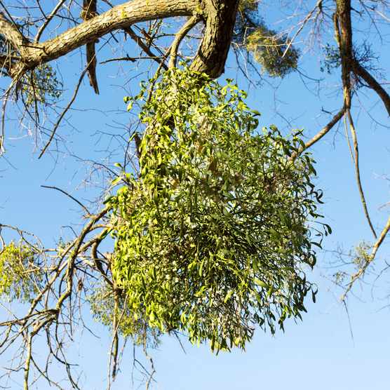 Cluster of mistletoe growing on a tree branch
