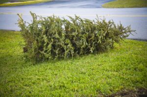 A used Christmas tree, lying on its side to be recycled. 
