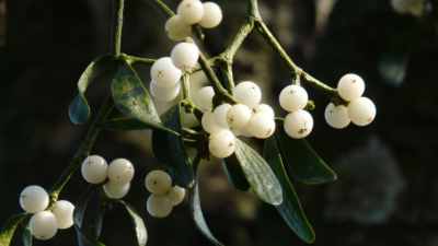 A closeup of a cluster of white berries on a mistletoe