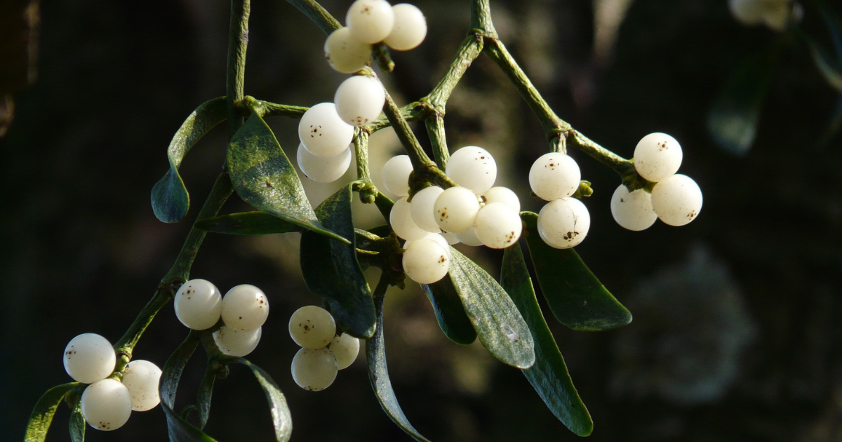 Mistletoe: Is the Christmas plant friend or foe? - AgriLife Today