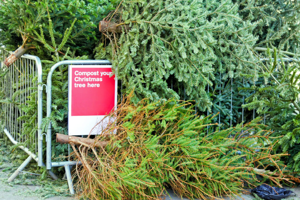 Trees piled up at Christmas tree recycling site 