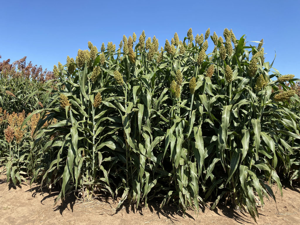 Plots of forage sorghum are shown beside grain sorghum in the Bushland Forage Sorghum Silage Trial