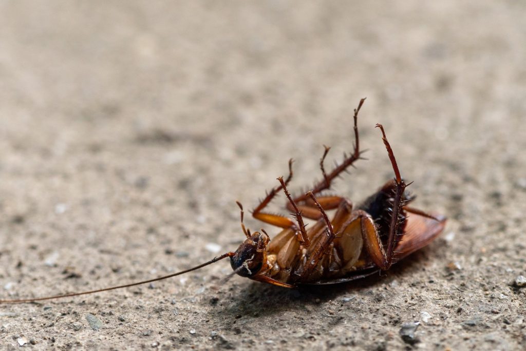 A dead cockroach laying on its back with all legs in the air.