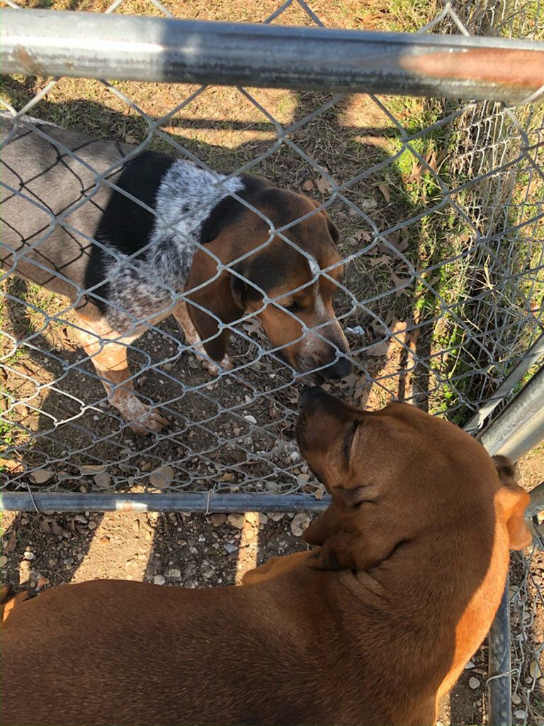 two dogs separated by a fence