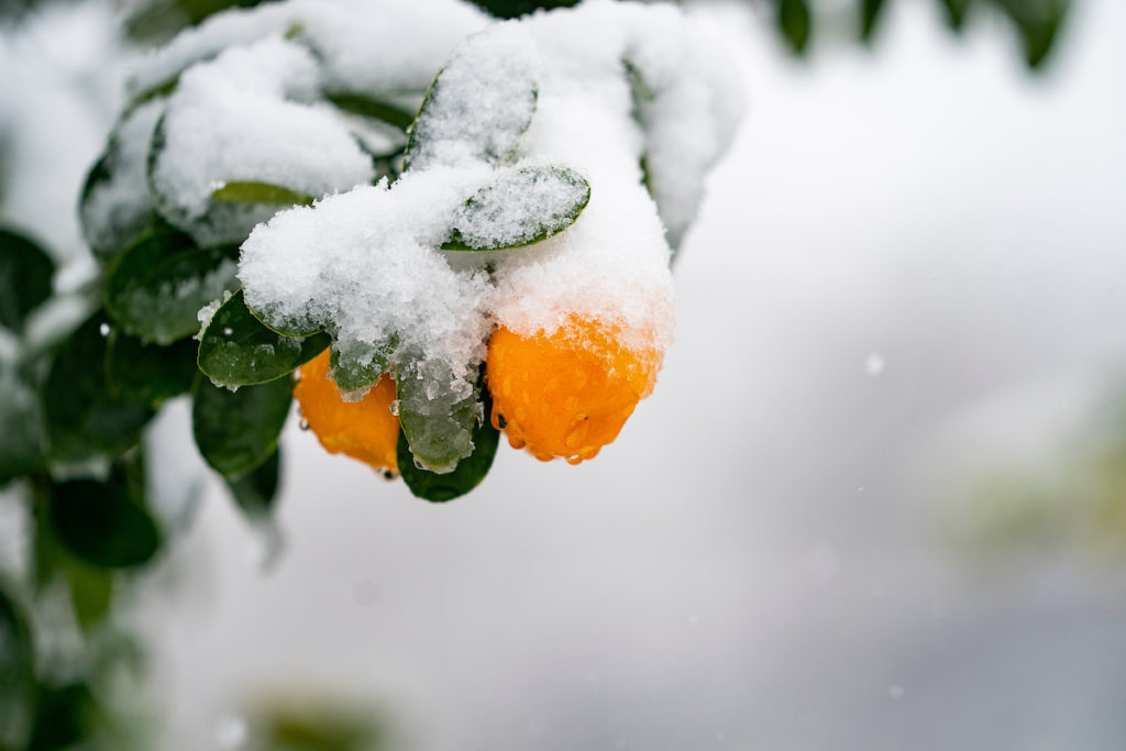 A citrus tree branch with fruit and leaves loaded with snow and ice.
