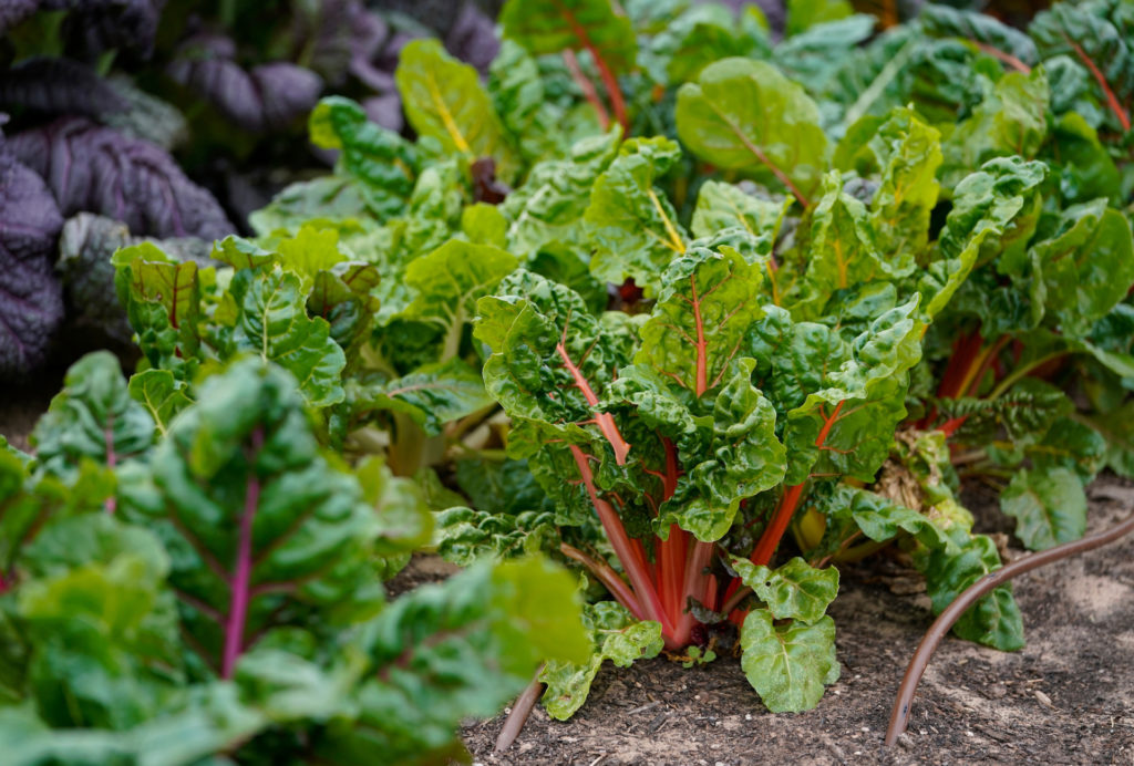 An assortment of winter leafy greens growing out of the soil. They are bright green with red and purple stems in the foreground. In the background the leaves are a deep purple.