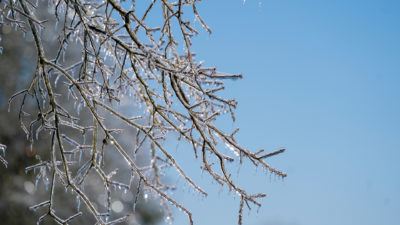 Ice covered tree branches in winter.