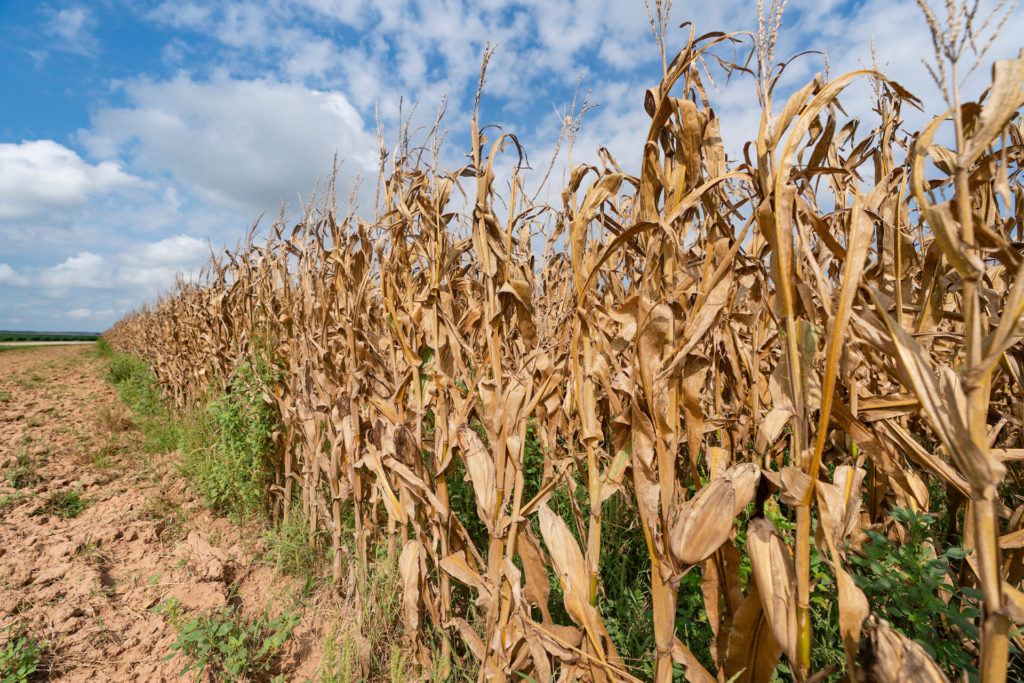Dried, drought-stricken field crops in a field against a blue sky.