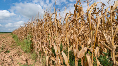 Dried, drought-stricken field crops in a field against a blue sky.