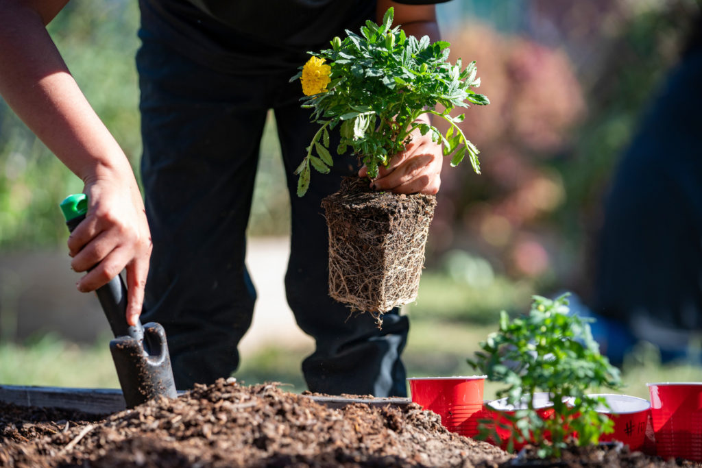 A yellow flower being planted in the ground in a raised planter box. A person holds the plant in one hand and a spade in the other.